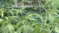 約300株の大麻草を営利目的で栽培 弘道会傘下幹部・東虔容疑者を逮捕